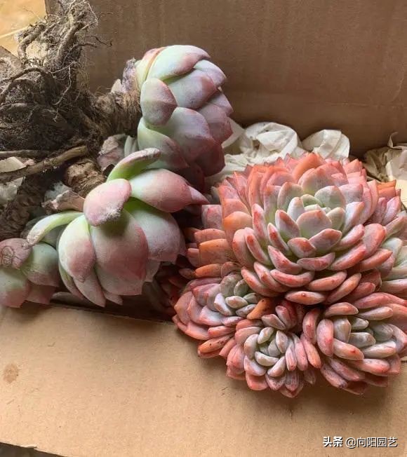 多肉什么季节买便宜,多肉什么季节买才最好