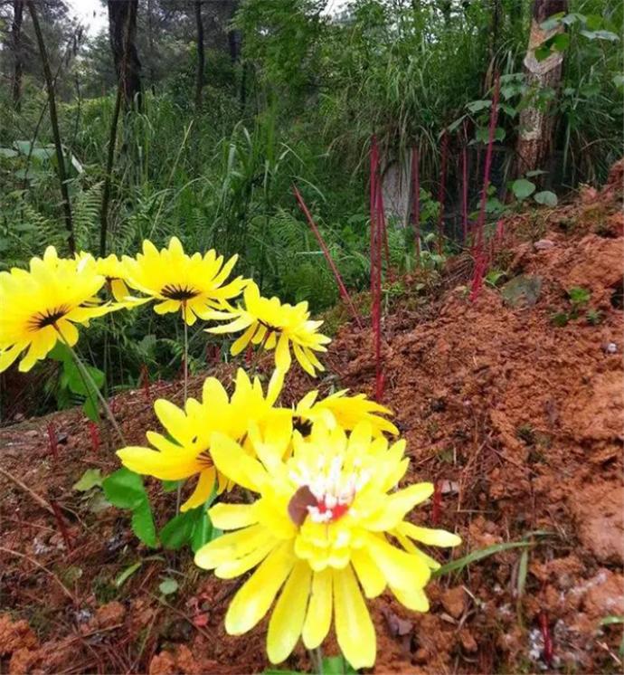 三头象寓意好不好,在风水中四象指什么