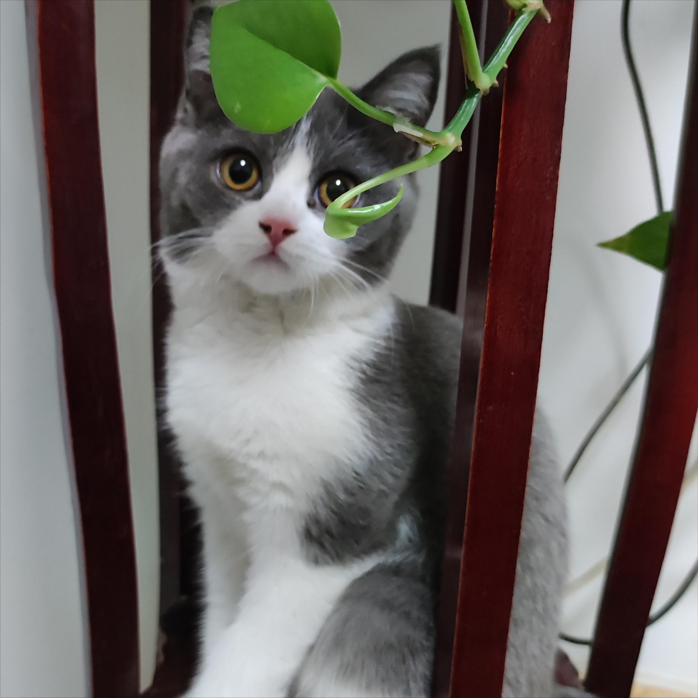 我家有一只波斯蓝猫,花700买一只英短蓝白猫