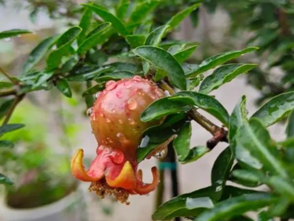 院落石榴树养护,石榴树风水与养护