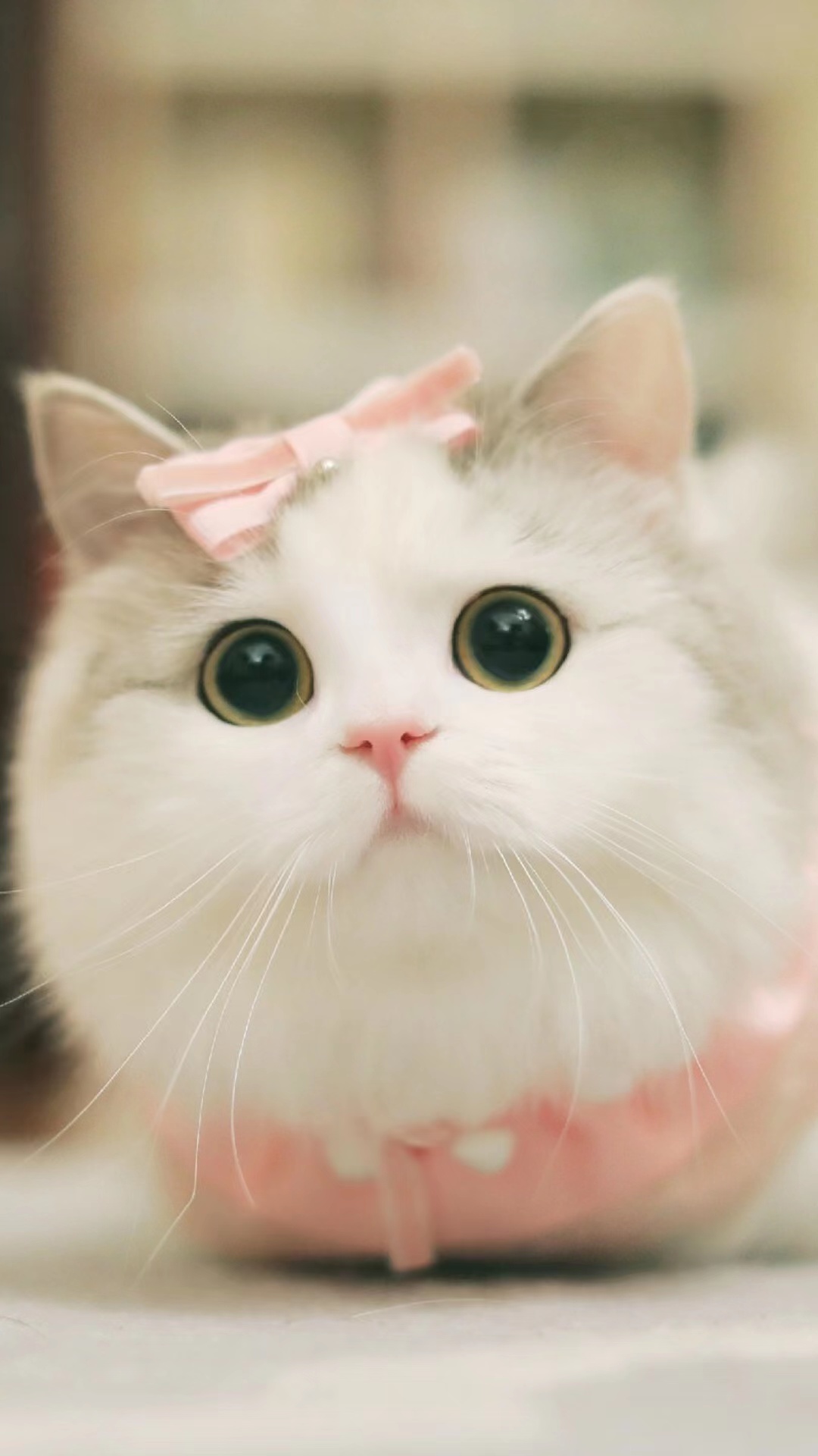 关于猫咪的100个小秘密,十二个关于猫咪的冷知识