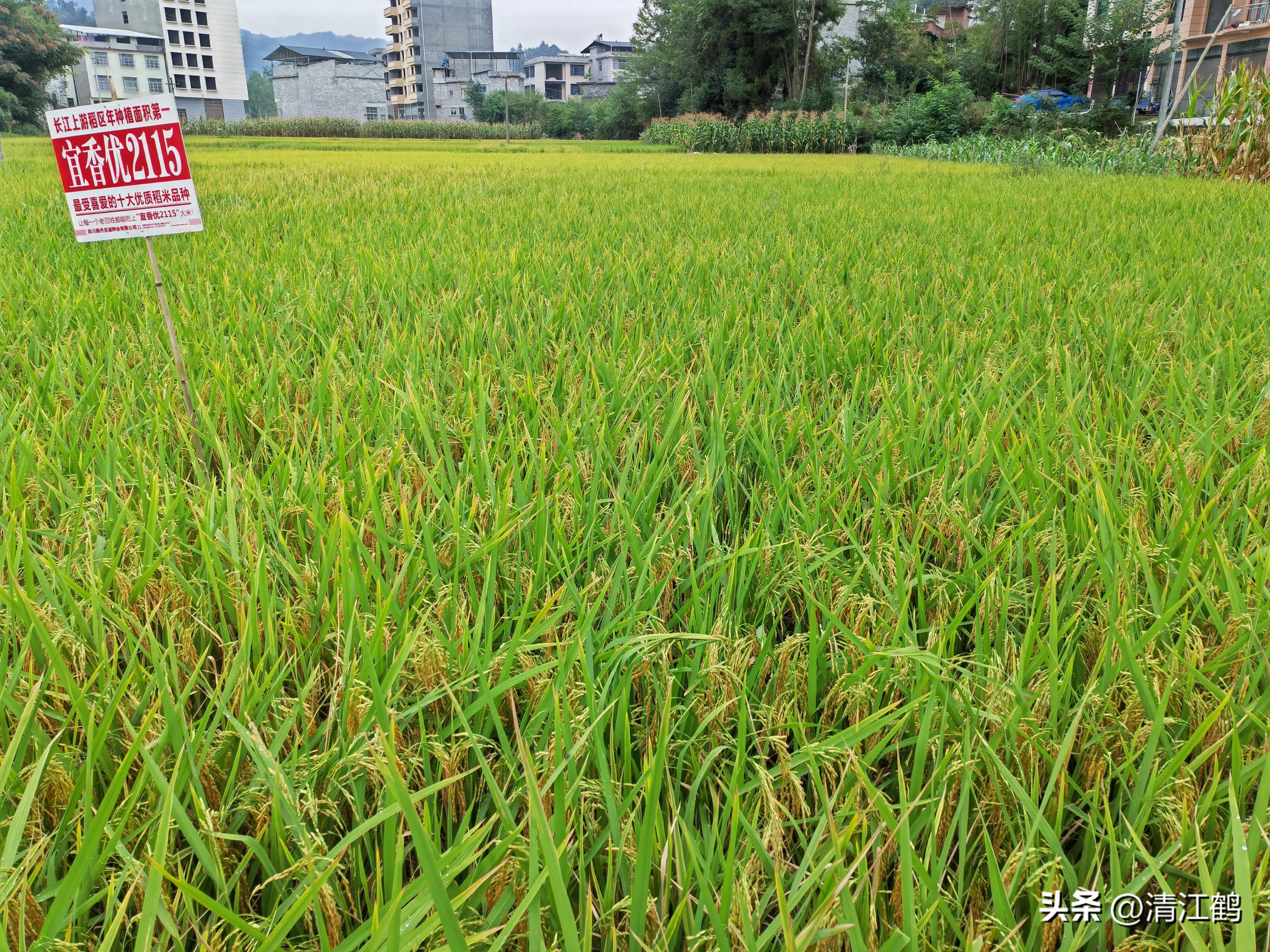 叶面肥增产技巧,叶面喷施肥助生长的配方
