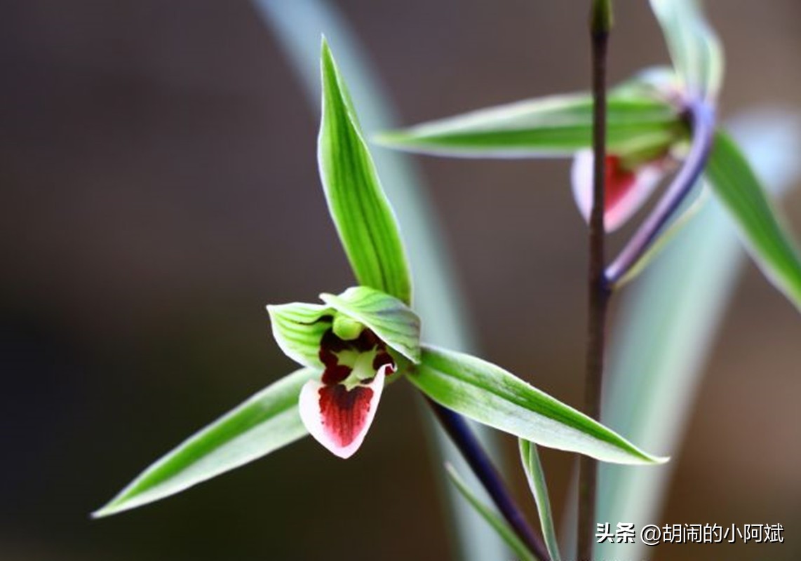 雪中兰花图片,兰花四季兰最好最香的品种