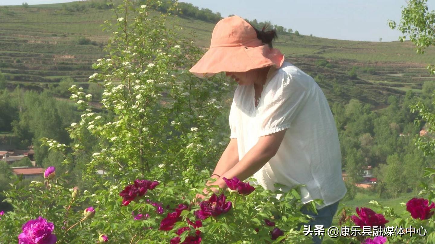 新品种富贵花,变色富贵花