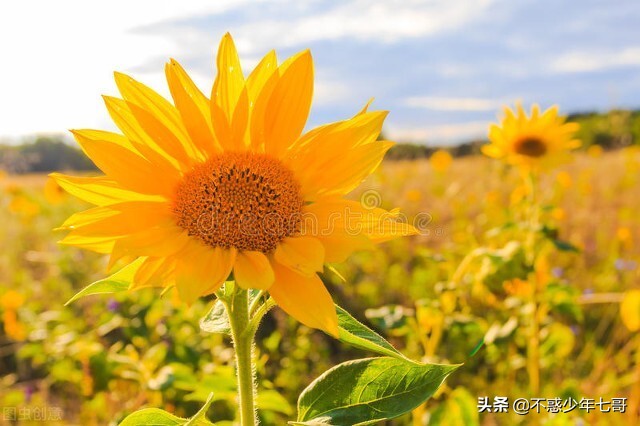 昨天在厂里摔了一跤,在公司摔了一跤几天后查出骨折