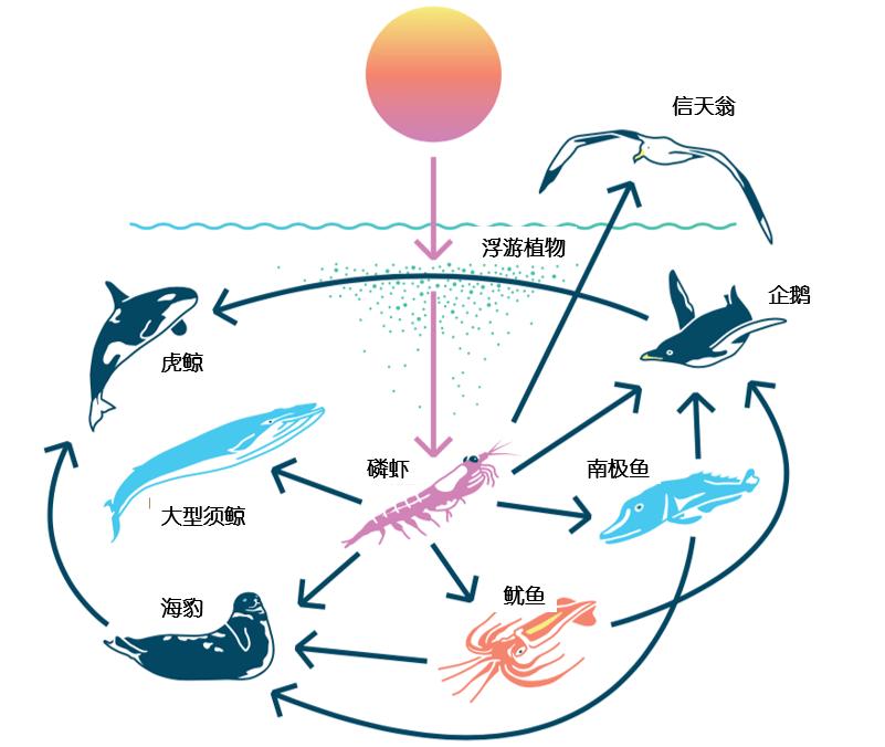 南极磷虾中国每年消费多少吨,南极的磷虾每年产量可高达50亿吨