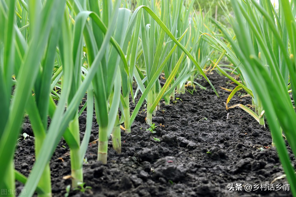 大蒜清明过后怎样浇水施肥,辽宁春分种大蒜什么时候施肥浇水