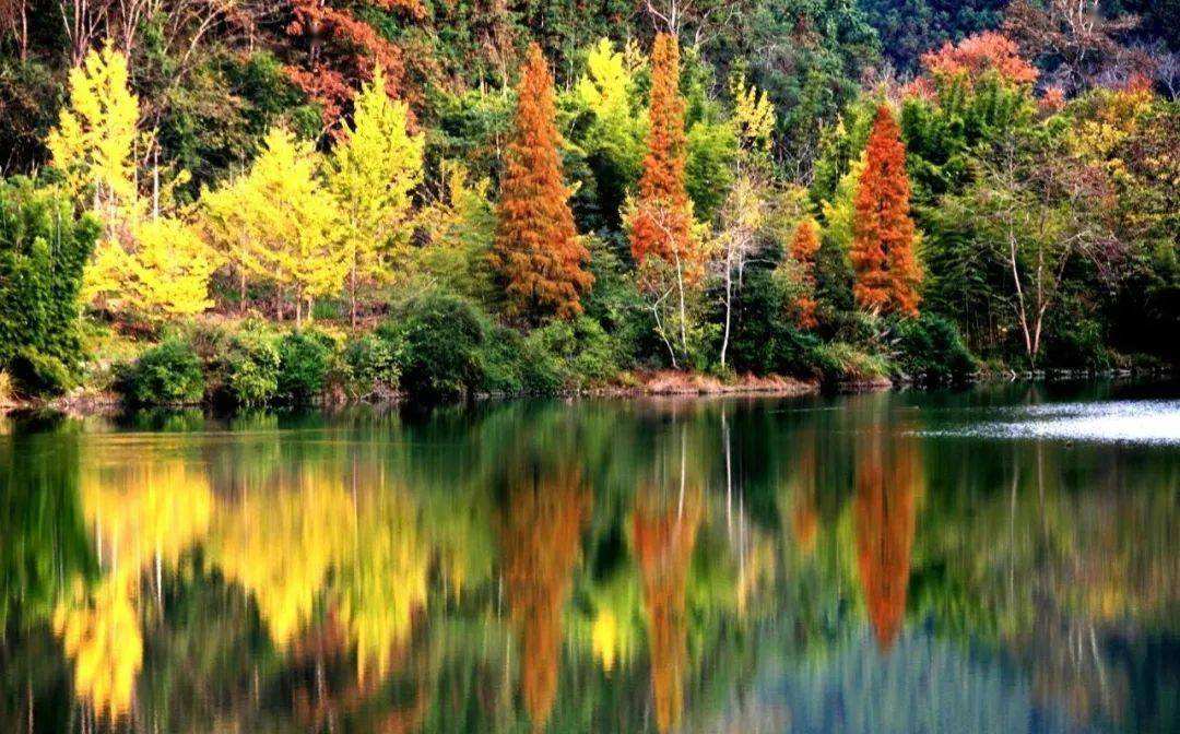 游击队政委要枪毙逃兵，陈毅大怒：你跟*动反**派有何区别