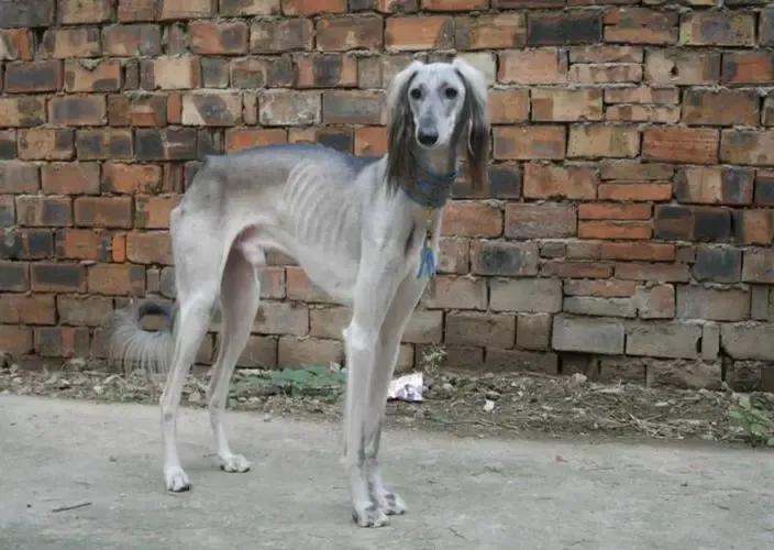 狗有哪些犬种,中国狗犬种排名