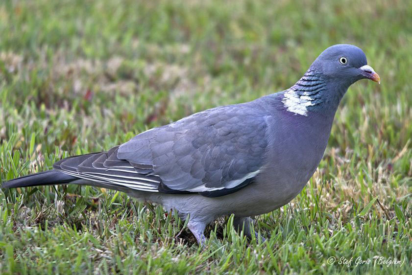 素食宠物食品,素食宠物零食有哪些品种