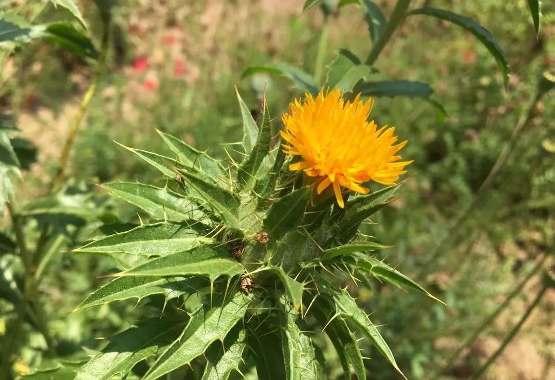 指甲花的图片和特征,干净耐看短指甲花