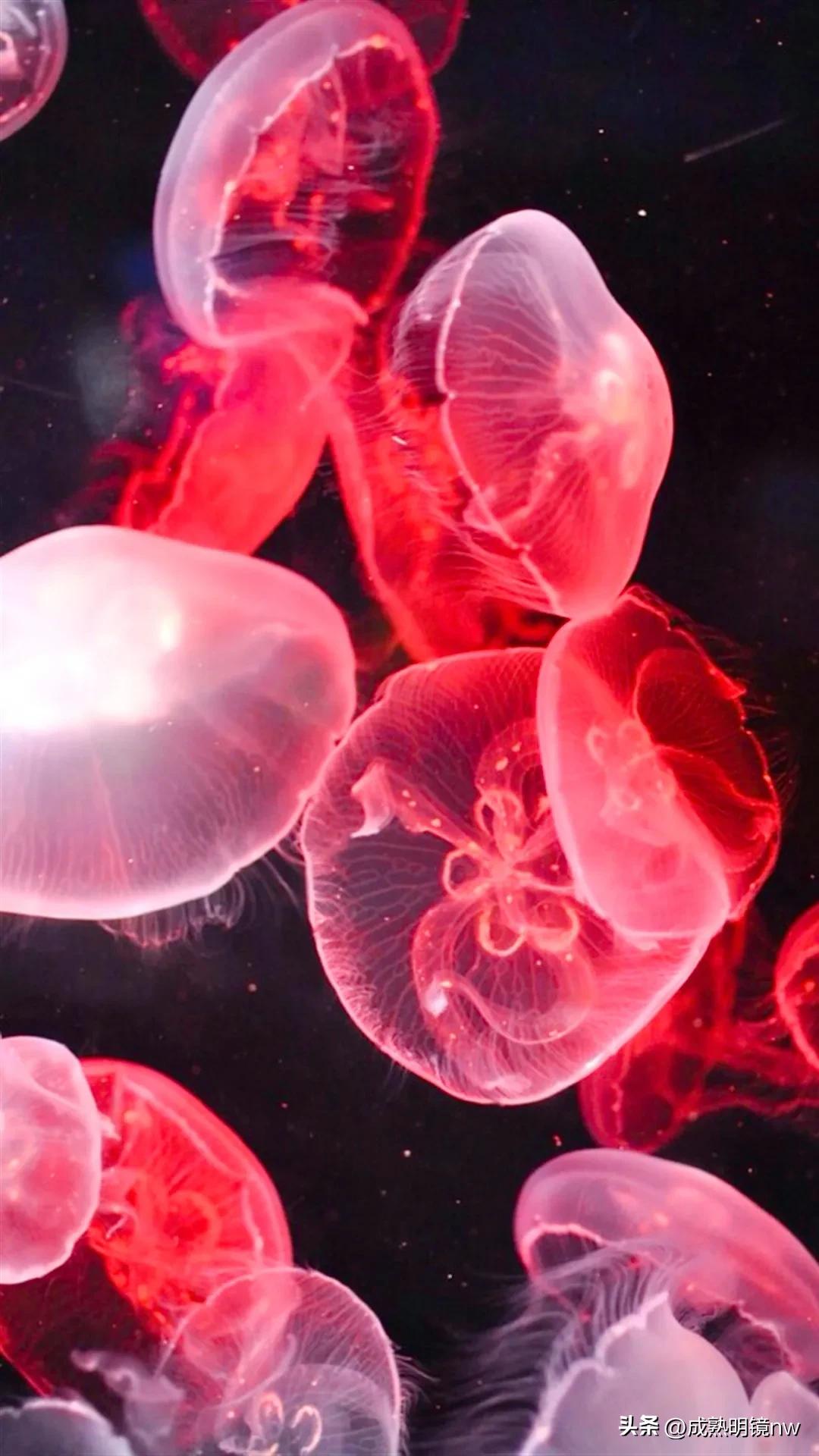 奇怪又美丽的水母,透明漂亮的水母