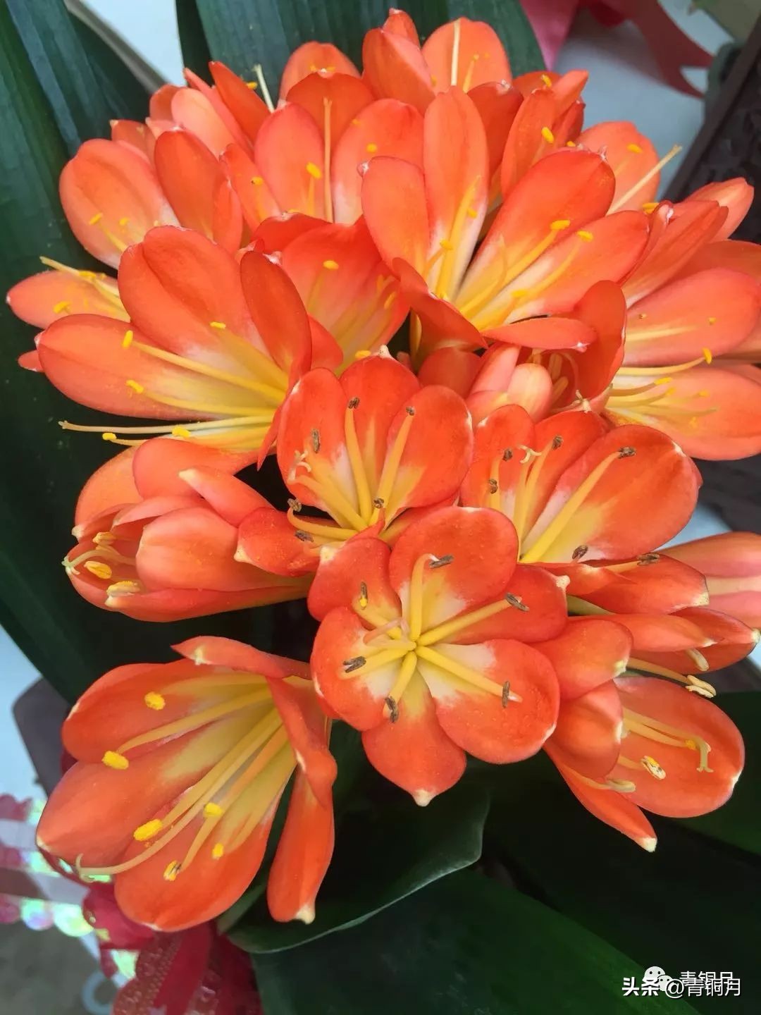 诗词第5季,洛夫《边界望乡》解析