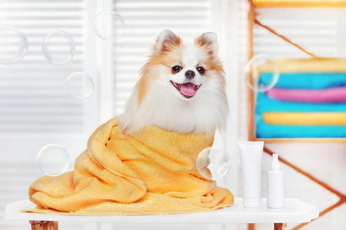 怎样自己给狗狗调配沐浴露,怎么给小狗狗选沐浴露