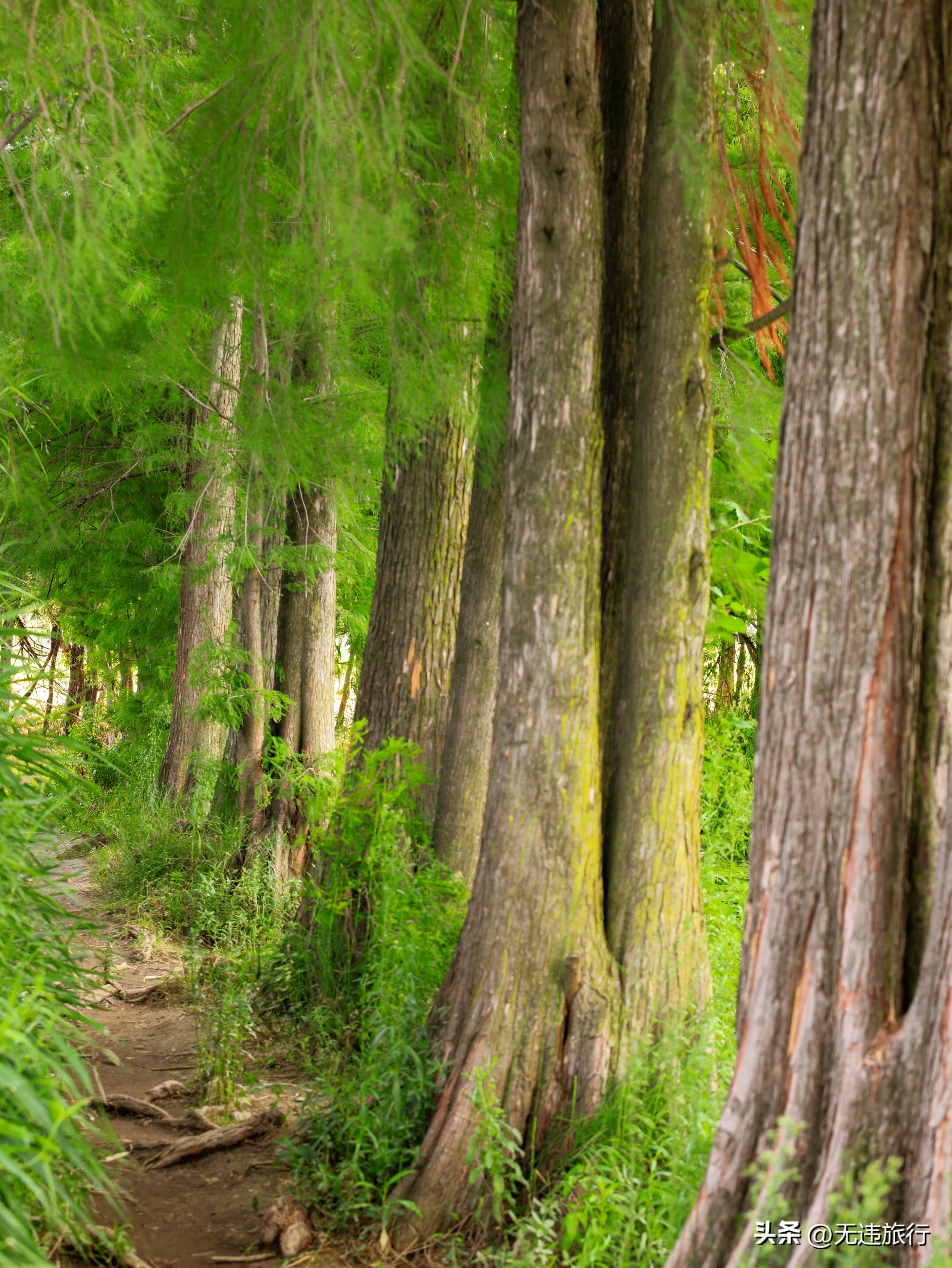 这就是洱海的美,这就是真正的大理古城