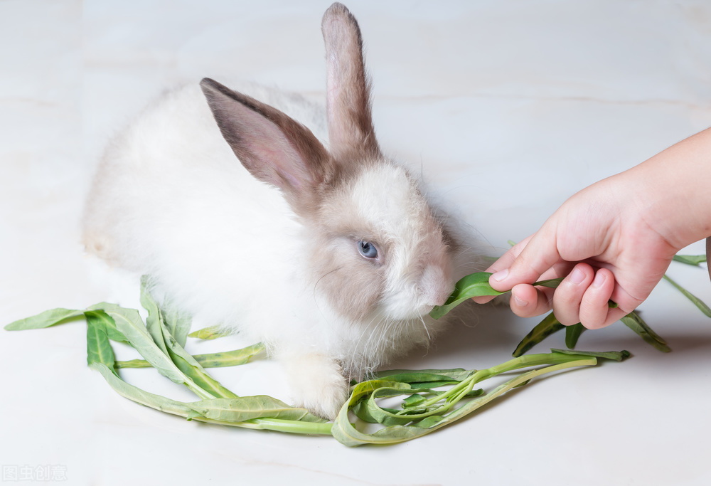 小兔子眼睛发肿是什么原因,小兔子一只眼睛肿化脓怎么治疗