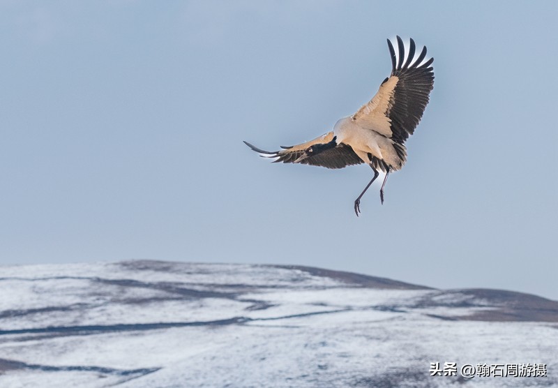 高原精灵黑颈鹤越冬之地——大山包（云、藏自驾旅行纪实之一）