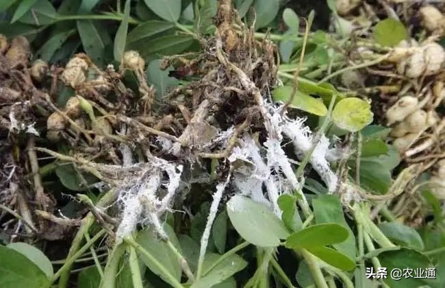 花生播种时间和播种技术要点,种花生晴天播种好还是雨天播种好