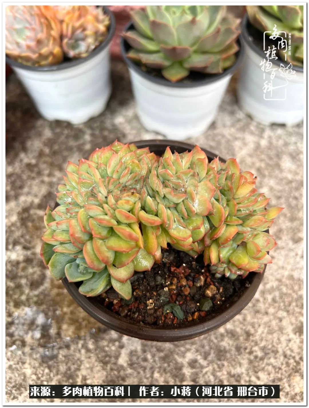 我与多肉植物之间的故事,我和多肉十二卷的故事100字