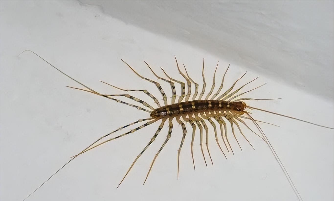 家里有蚰蜒是什么预兆,家里出现蚰蜒是吉是凶