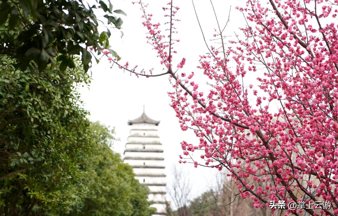 绿野春花,绵阳安州看花免费推荐