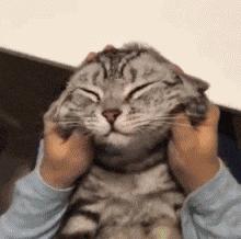 铲屎官感冒了会传染给幼猫吗,铲屎官担心自家猫咪着凉