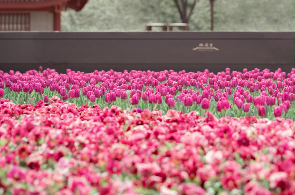 郁金香的花语是永远的爱,郁金香花语是永恒的爱与祝福