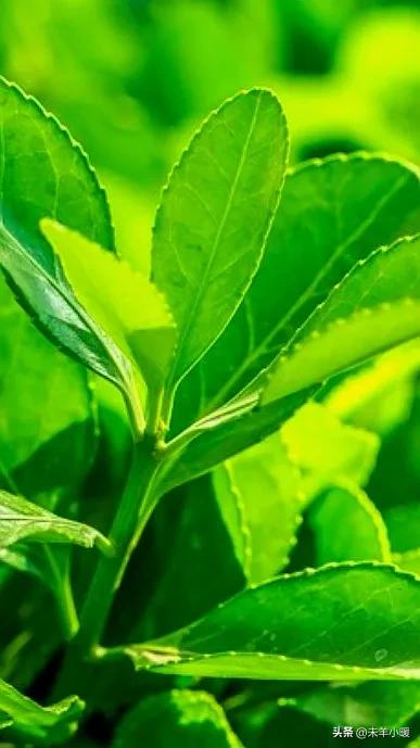 超清超美独一无二手机壁纸图片,养眼养心的壁纸