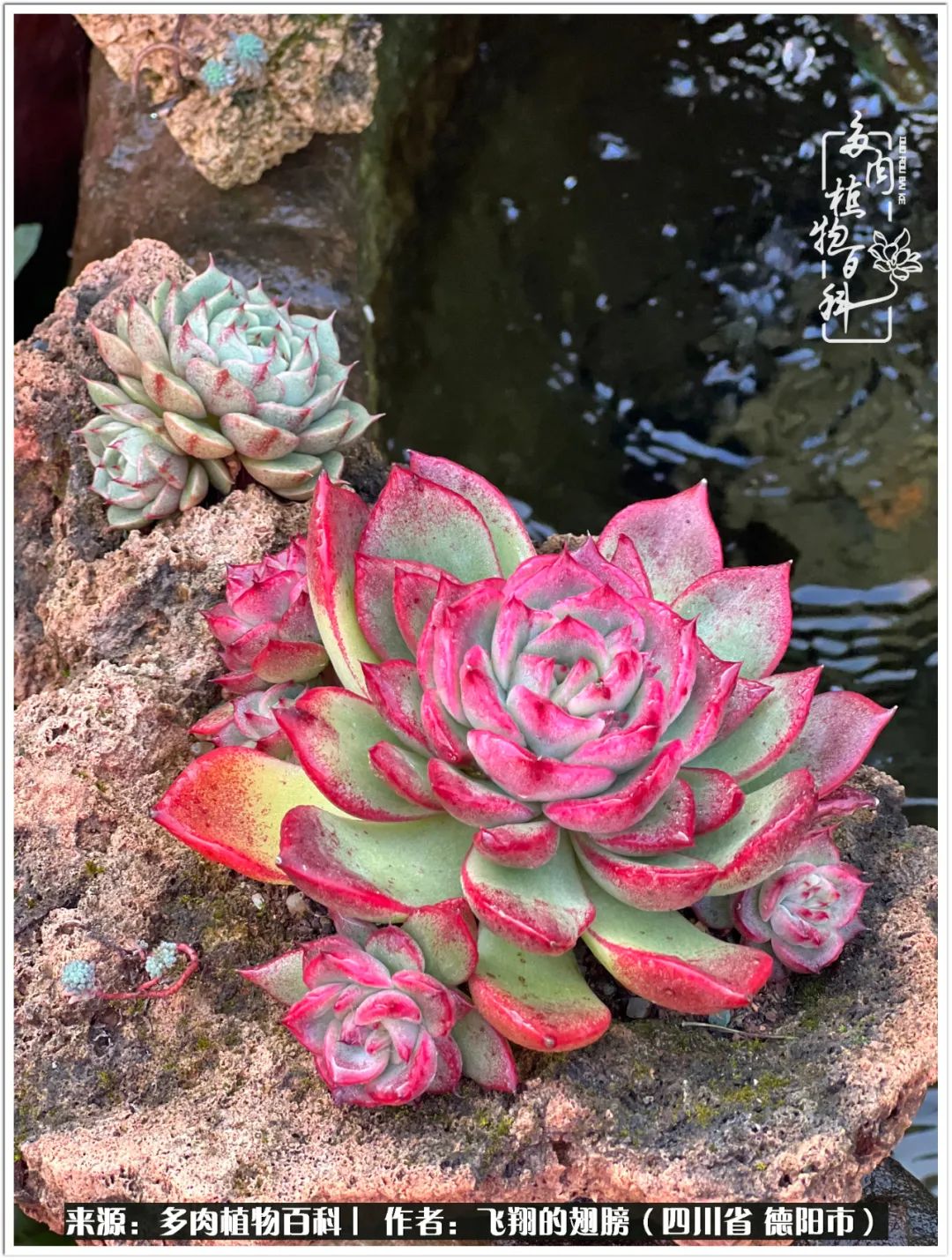 多肉的正确养殖方法冬天怎么养活,多肉怎么养活而且长得快且好看