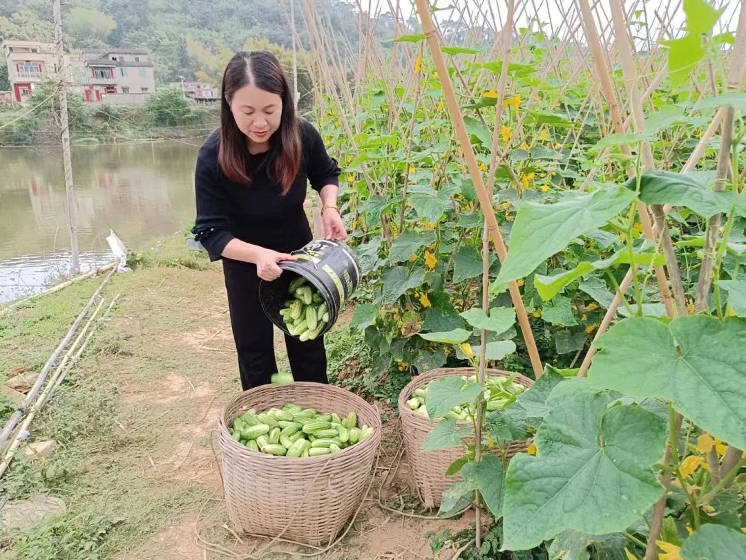 封开这款春夏美味上市啦！平凤镇400亩小黄瓜喜迎丰收