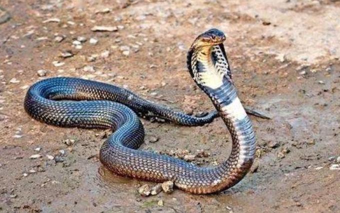 在野外遇到毒蛇怎么办,在野外遇到蟒蛇该怎么办