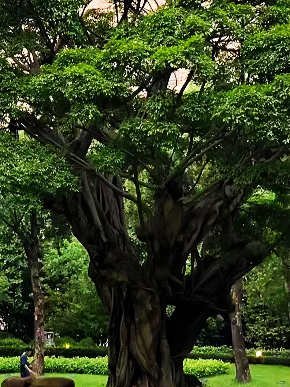 古诗词天净沙秋思马致远,吟诵马致远的天净沙秋思