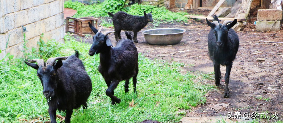 努比亚黑山羊前景如何,努比亚黑山羊养殖基地在什么地方