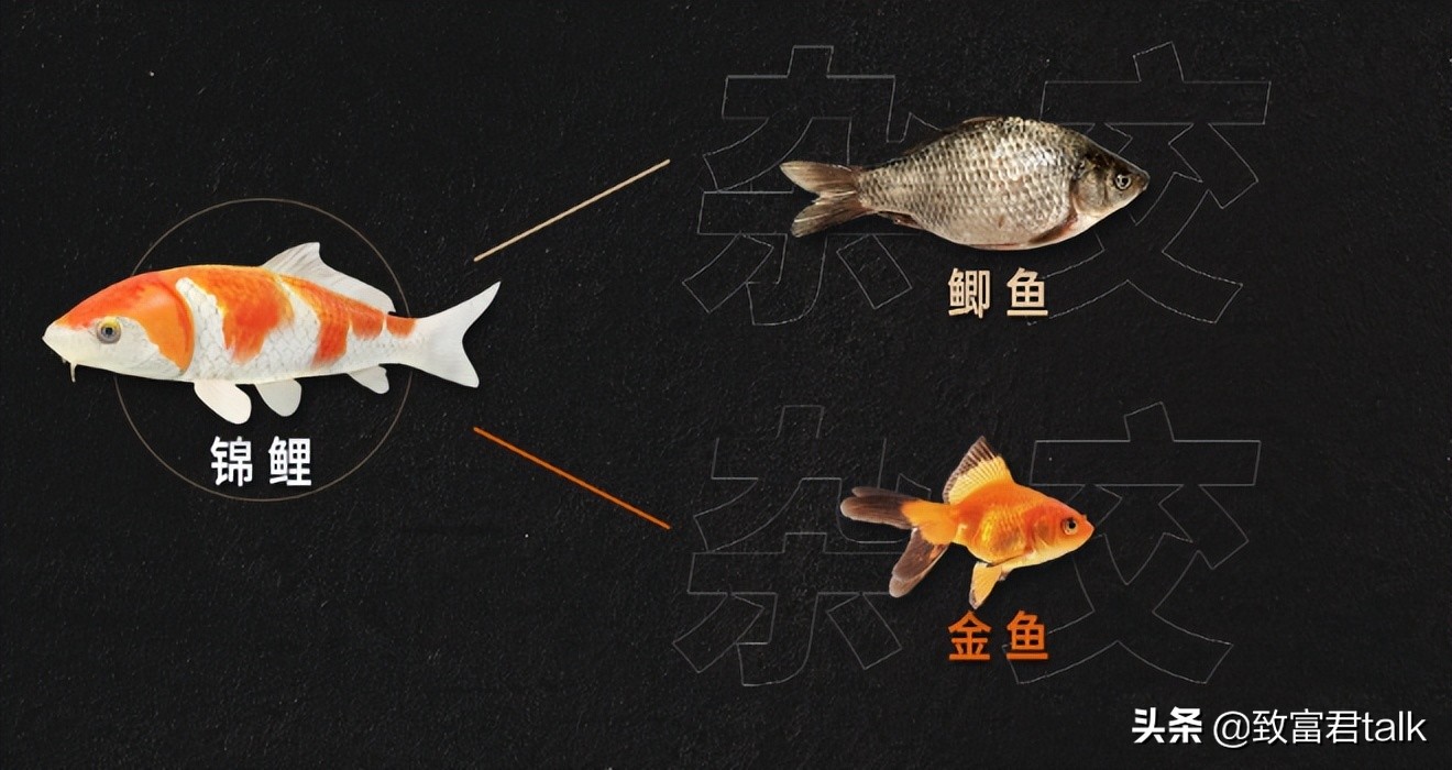 别转发锦鲤了转运秘诀在这里,锦鲤转运转发