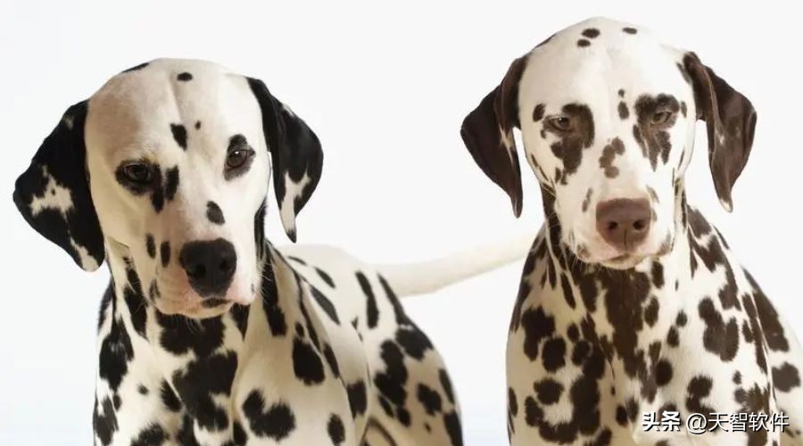 每天了解狗狗,每天了解一种动物紫翅椋鸟