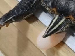 养了六年的乌龟终于下蛋了,养了13年的乌龟终于下蛋了