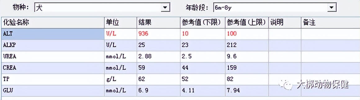 犬胆汁淤积肝炎,狗狗肝腹水治好案例