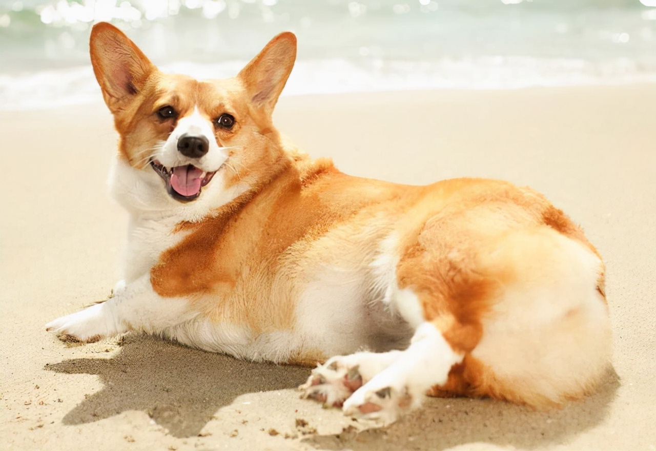 狗狗膀胱炎的症状表现,狗狗出现哪些症状要去看医生