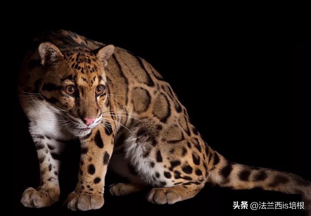 世界上最厉害的猫科动物豹猫,豹猫我国最可怜的野生猫科动物