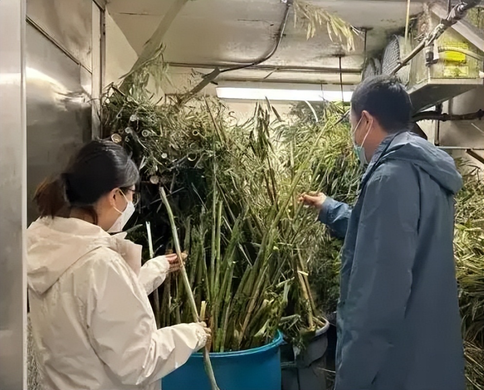 现在有多少人在关注丫丫,持续关注丫丫