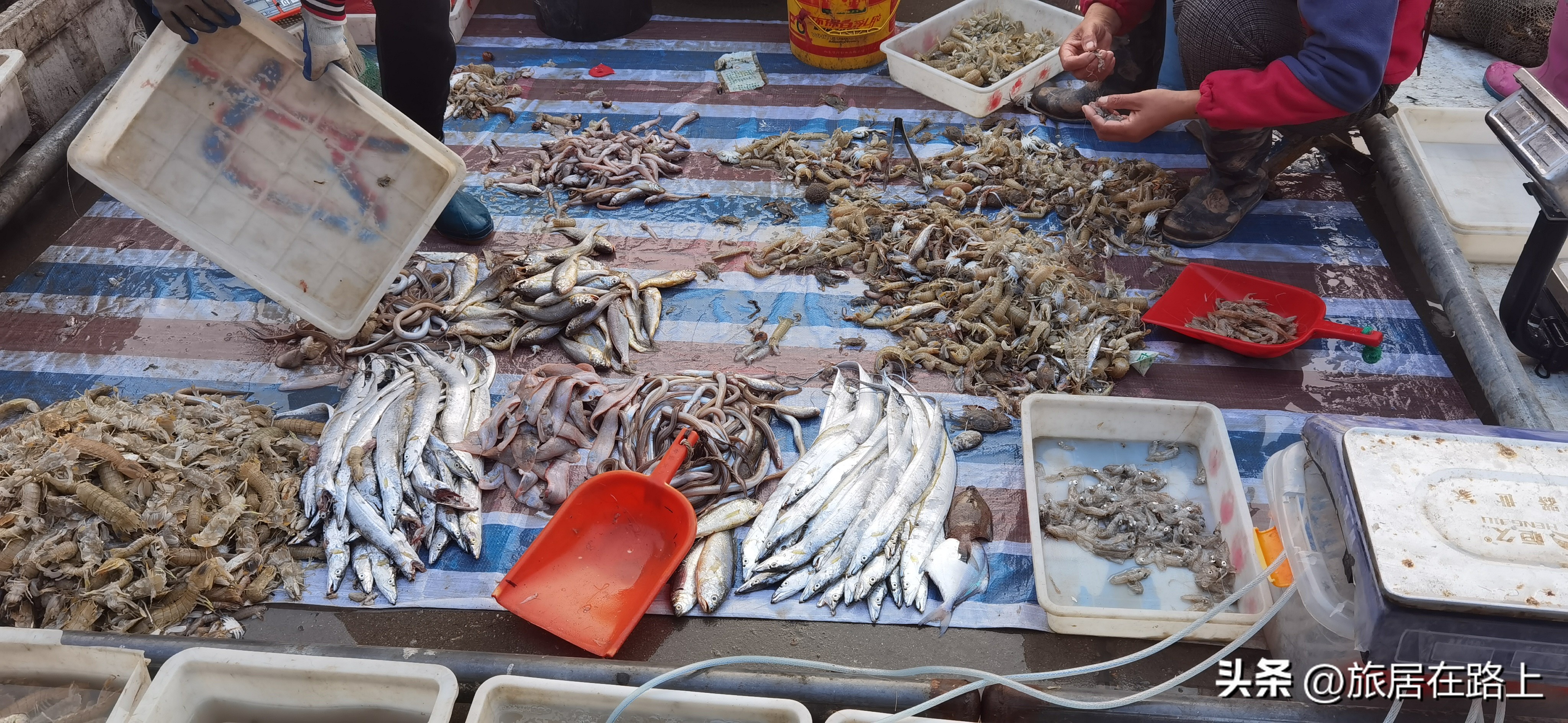 日照天气,日照直播