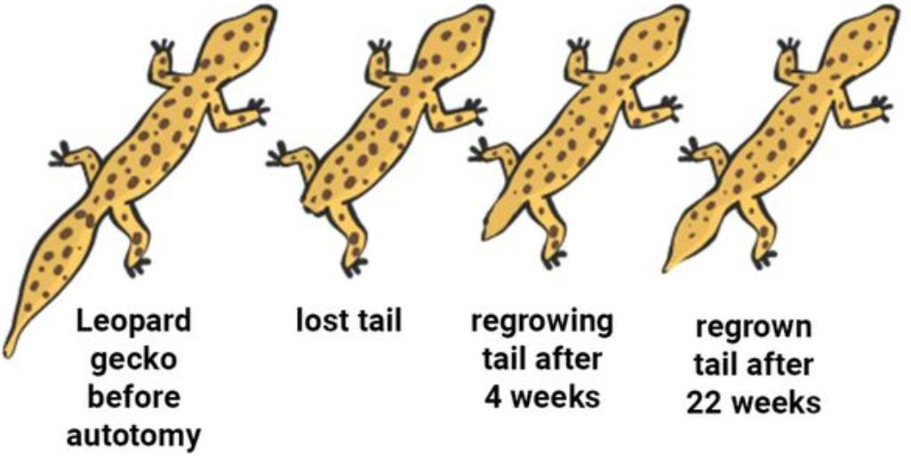 壁虎为什么被称为五毒之一,为什么壁虎也被称为五毒虫