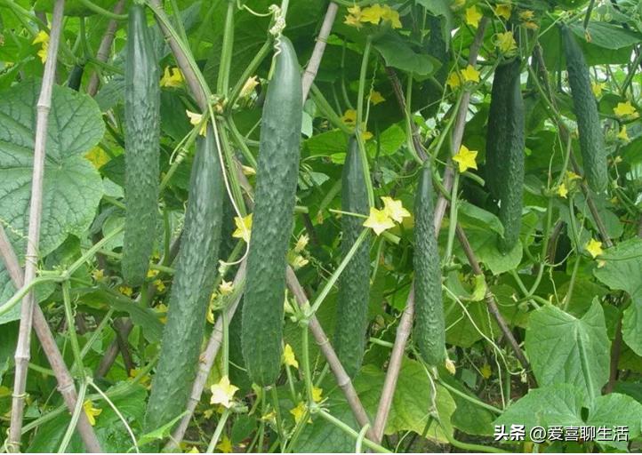 夏季时令养生蔬菜10种,吃哪些水果蔬菜可以明目