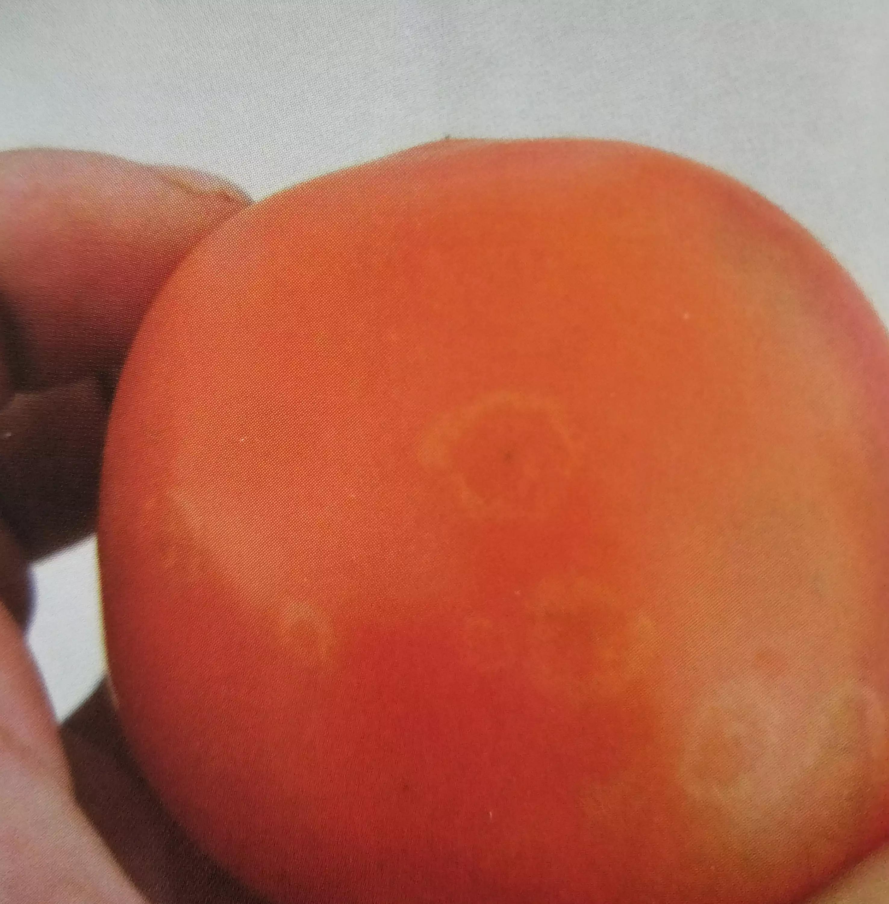 番茄果实病斑似眼,有说是鱼目斑病,有说是鸟眼斑病,到底是啥病