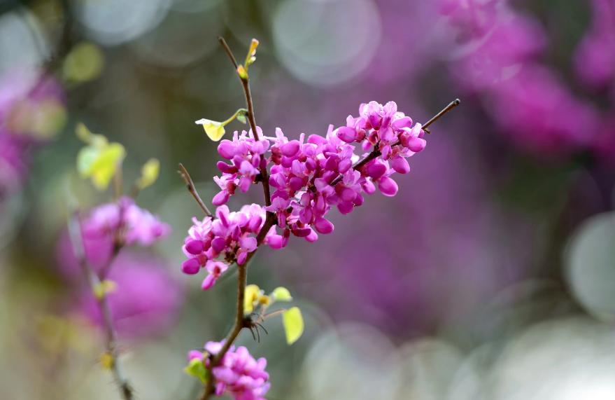 诗词一树杏花一树春全文,一树繁花优美诗句