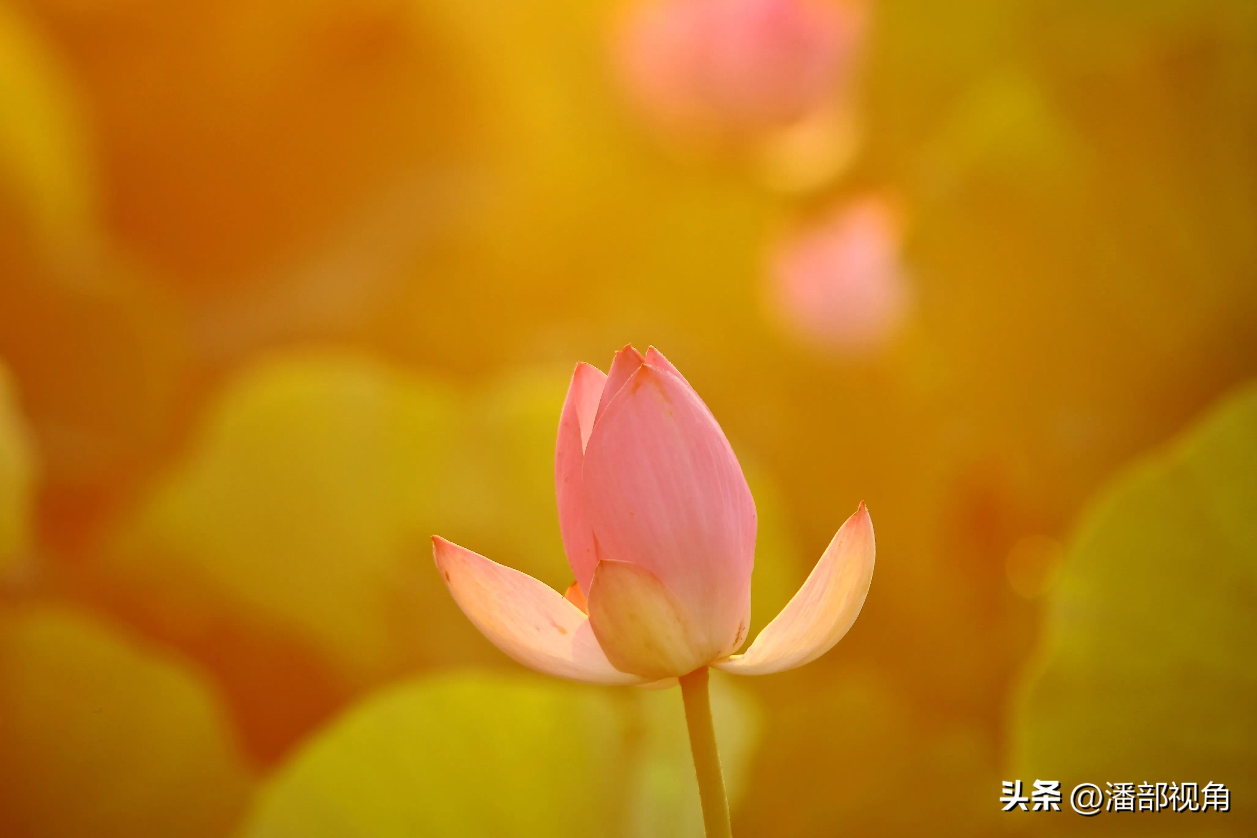 无锡七月底哪里的荷花开了,无锡太湖荷花开了吗