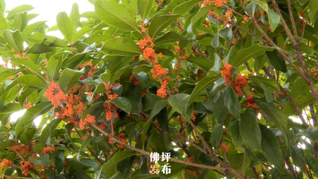 绉嬫剰娴撴鑺遍姝ｆ槸绉嬪ぉ鐨勫ソ鍘诲,绉嬫剰娴撲竴璺笂閮芥槸娴撻儊鐨勬鑺遍