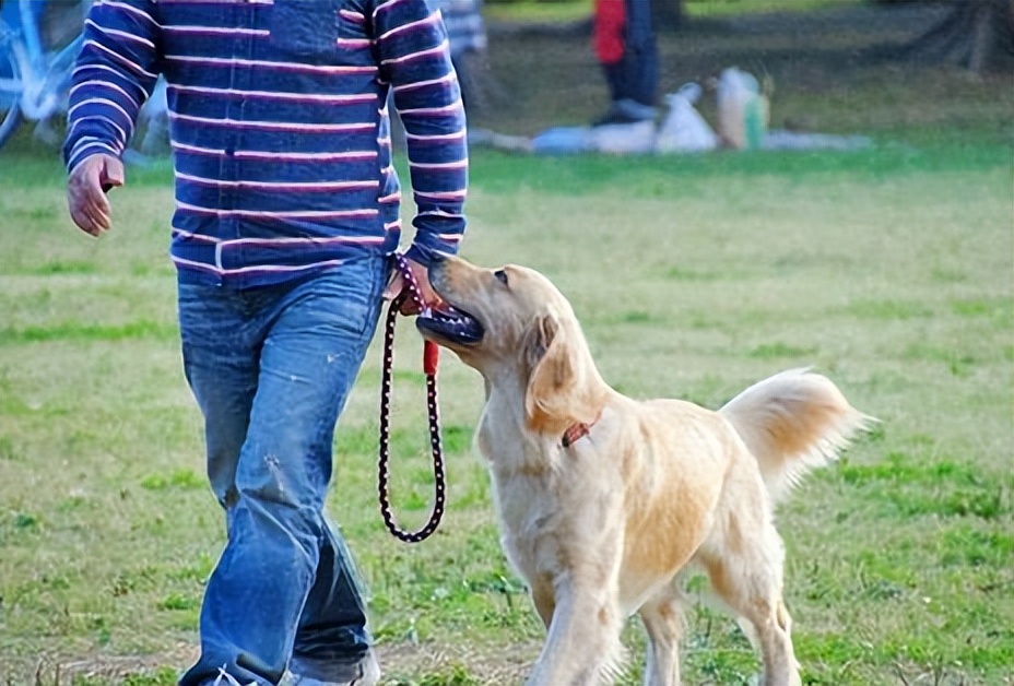 怎样判断狗狗是中型犬还是小型犬,如何判断狗狗的犬型