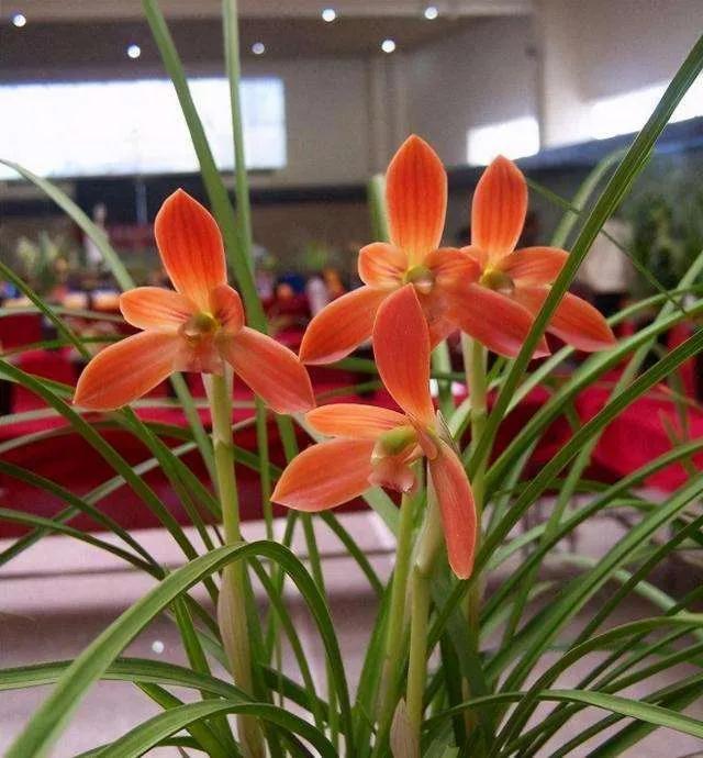 兰花品种大全四川,兰花品种鉴别方法