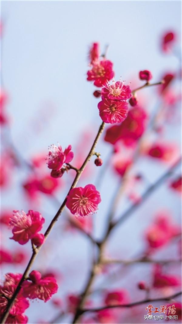 文旅周刊丨恰是春意浓浓，南岳“梅景”正好